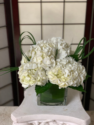 White Lovely Hydrangeas