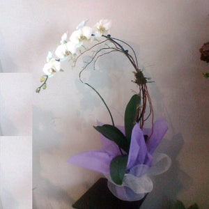 1 Hawaiian Orchid Plant