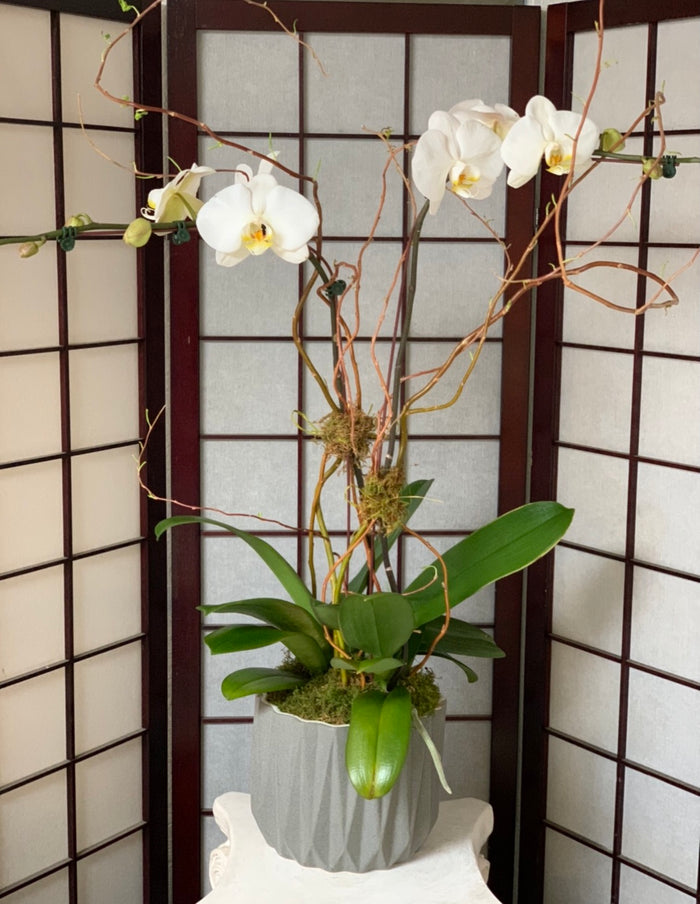 A Hawaiian Orchid double plant