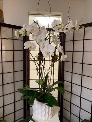Captivating Hawaiian Orchid triple plant
